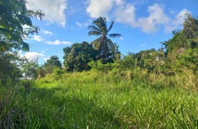 Spacieux Terrain à Vieux Habitants : Espace 4 956 m2, Calme et à Proximité de Basse Terre