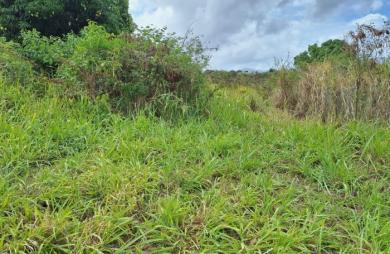 Spacieux Terrain à Vieux Habitants : Espace 4 956 m2, Calme et à Proximité de Basse Terre