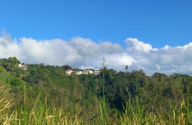 Spacieux Terrain à Vieux Habitants : Espace 4 956 m2, Calme et à Proximité de Basse Terre