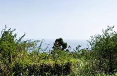 Spacieux Terrain à Vieux Habitants : Espace 4 956 m2, Calme et à Proximité de Basse Terre