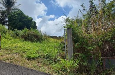 Spacieux Terrain à Vieux Habitants : Espace 4 956 m2, Calme et à Proximité de Basse Terre