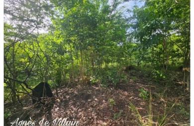 Vente Terrain 2983m&sup2; Bouillante
