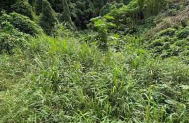 Vente Terrain 3158m&sup2; Morne à l