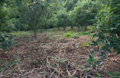 Vente Terrain 1043m&sup2; Baillif