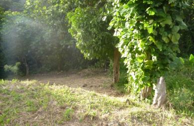 GOURBEYRE Terrain de 1200m2