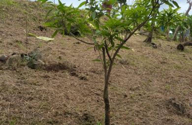 GOURBEYRE Terrain de 1200m2