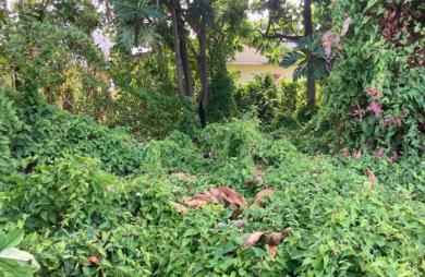 À vendre   Terrain constructible de 2999 m2 à Basse-Terre