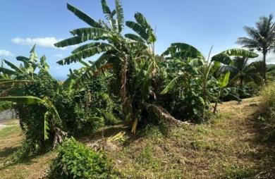 Vente Terrain 1111m&sup2; Gourbeyre