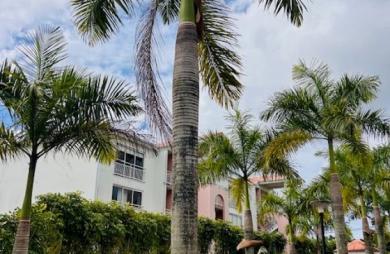 Location Appartement 69.48m&sup2; 3 pièces Baie Mahault