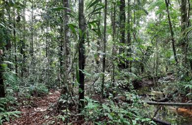 Vente Terrain 16600m² Roura