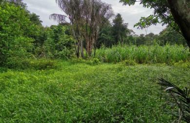 Vente Terrain 1000m&sup2; Iracoubo