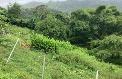 Vente Terrain 760m&sup2; Le Morne Rouge