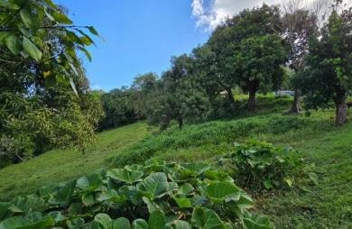 Vente Terrain 1373m&sup2; Le Robert