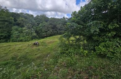Terrain à bâtir de 1353 m2 dont 751 m2 constructibles - LE ROBERT
