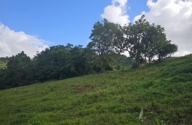 Terrain à bâtir de 1353 m2 dont 751 m2 constructibles - LE ROBERT