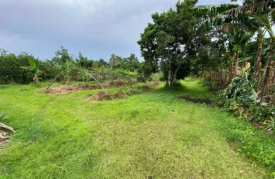 Vente Terrain 4800m&sup2; Basse-Pointe