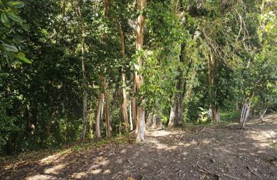 Maison F4 sur 5 071 m2 de terrain, constructible en partie - SCHOELCHER