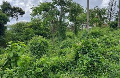 Vente Terrain 983m&sup2; Le Robert