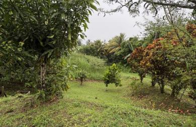 À VENDRE : Charmante maison familiale à Basse-Pointe