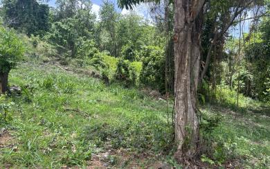 Rivière-Pilote Terrain constructible 860 m² 135 000 euros FA