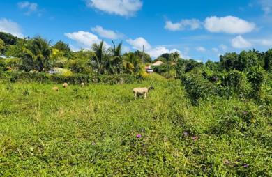 Vente Terrain 1866m&sup2; Ducos