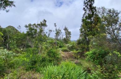 TERRAIN CONSTRUCTIBLE PLAINE DES PALMISTES