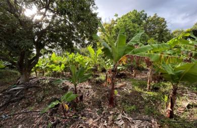 Vente Terrain 544m&sup2; Ravine des Cabris
