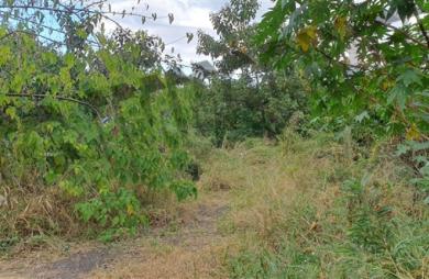 Vente Terrain 927m² Piton Saint Leu