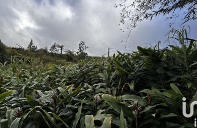 Vente Terrain 7682m&sup2; Plaine des Palmistes