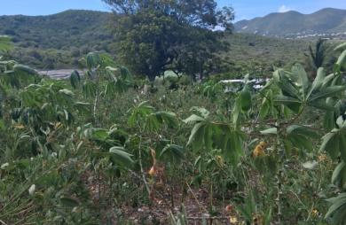 Vente Terrain 2150m&sup2; Saint Martin