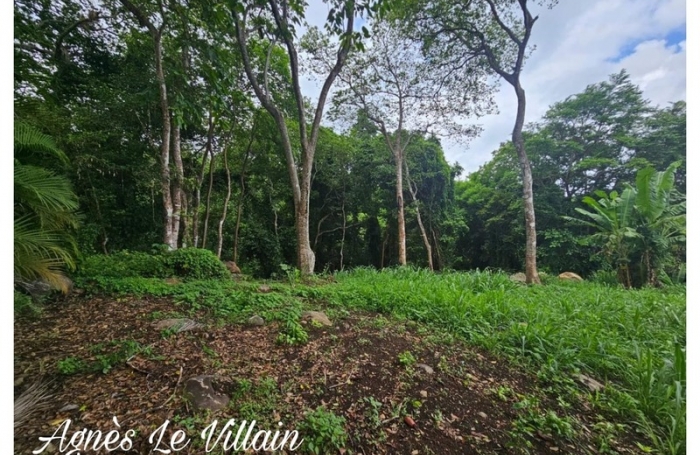 Vente Terrain 2637m&sup2; Deshaies