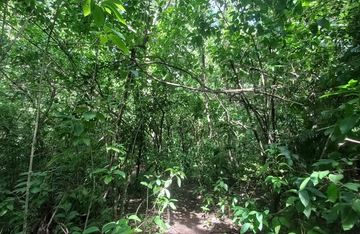 VIEUX HABITANTS - Un terrain boisé de 5500 m2 - Accès rivière