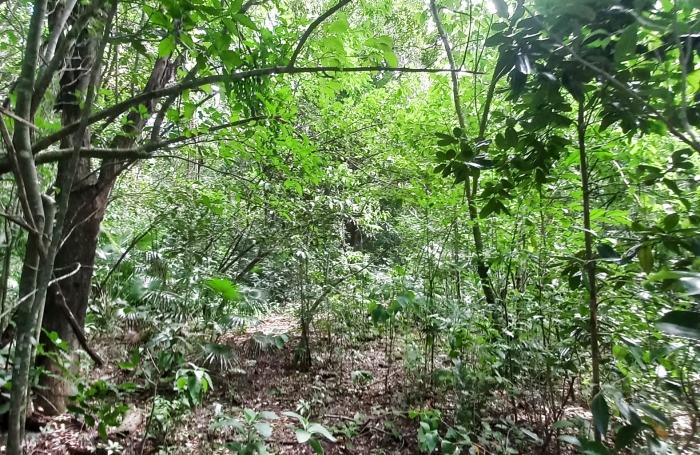 VIEUX HABITANTS - Terrain 4 800 m2 - Accès rivière.