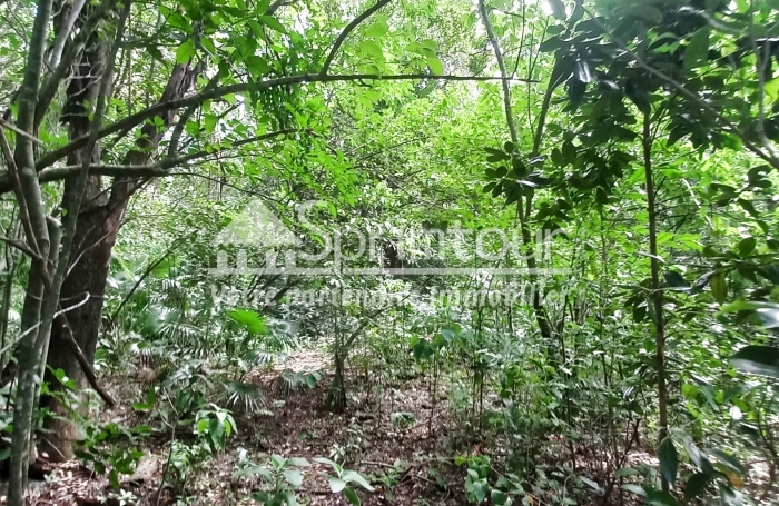 Beau terrain de 4421 m2 à vendre en bord de rivière à VIEUX HABITANTS