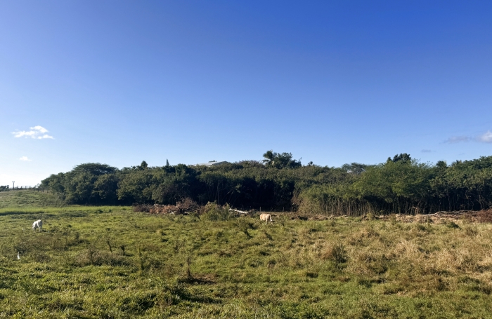 Vente Terrain 97160