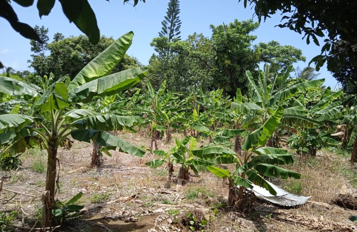 CAPESTERRE Terrain 2763 M2 'Fond Cacao'
