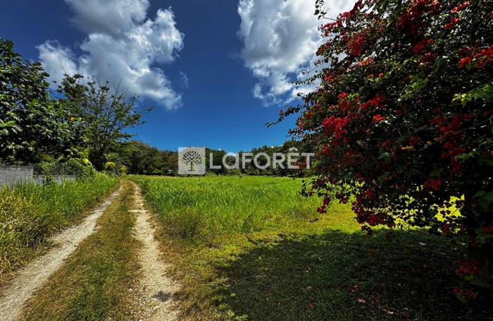 Vente Terrain 12000m² Morne à l'eau