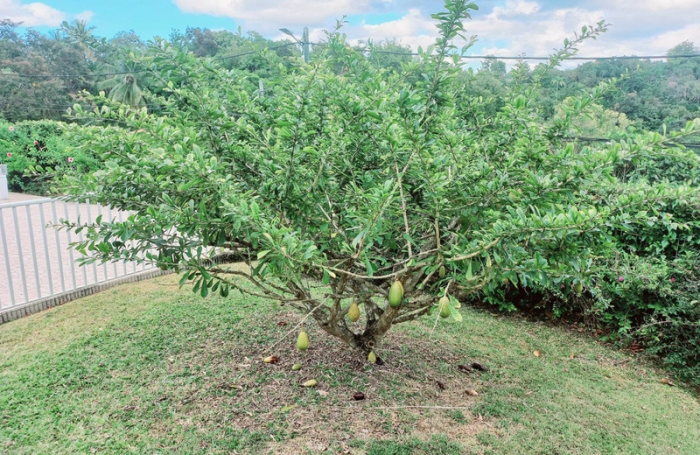 Vente Maison 291m&sup2; 7 pièces Les Abymes