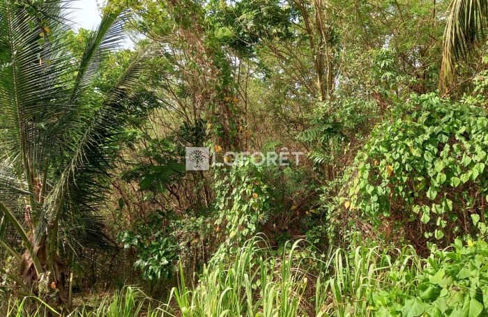 Vente Terrain 3435m² Le Moule