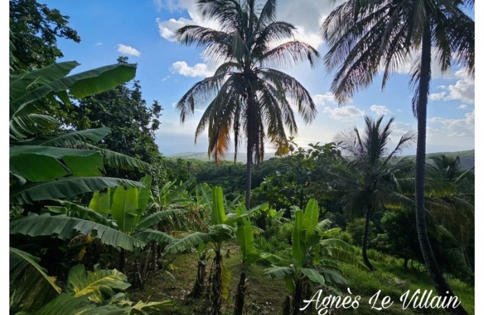 Vente Terrain 1000m&sup2; Vieux Habitants