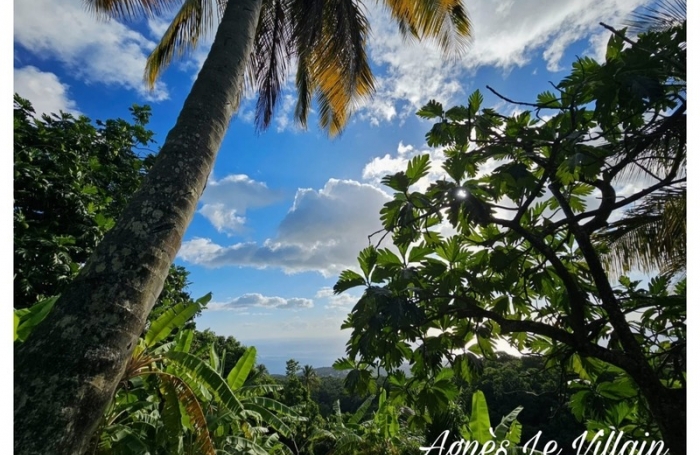 Vente Terrain 1000m&sup2; Vieux Habitants