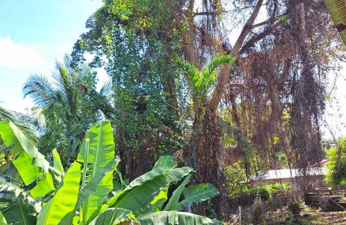 MAISON F4 DANS LOTISSEMENT, IDEALEMENT SITUEE