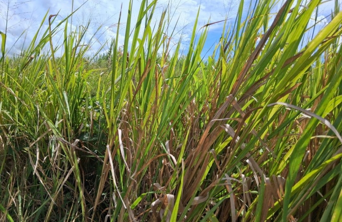 Vente Terrain 7291m&sup2; Sainte Rose