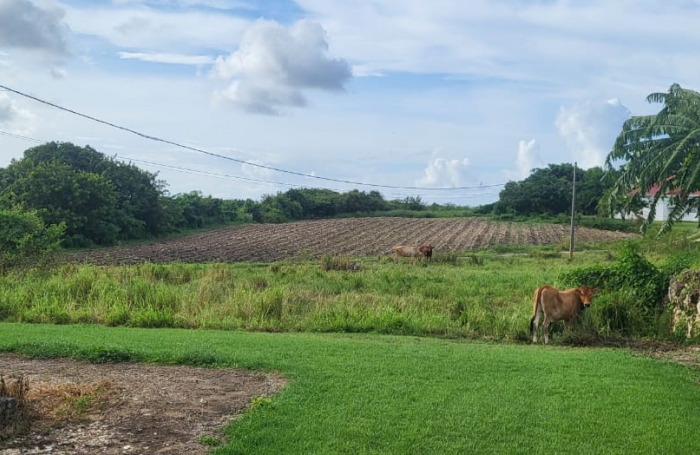Vente Terrain 1000m&sup2; Saint Fran&ccedil;ois