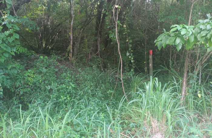 BEAU TERRAIN  2459 m2 BOISÉ -VUE MER -  SECTEUR CALME ET PRIVILÉGIÉ