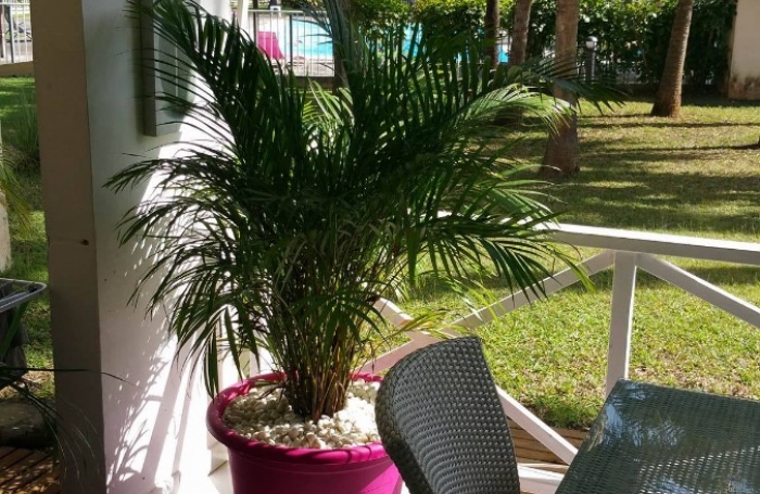 Exclusivit&eacute; ! T3 RDC R&eacute;sidence JARDIN CARAIBES - Arnouville