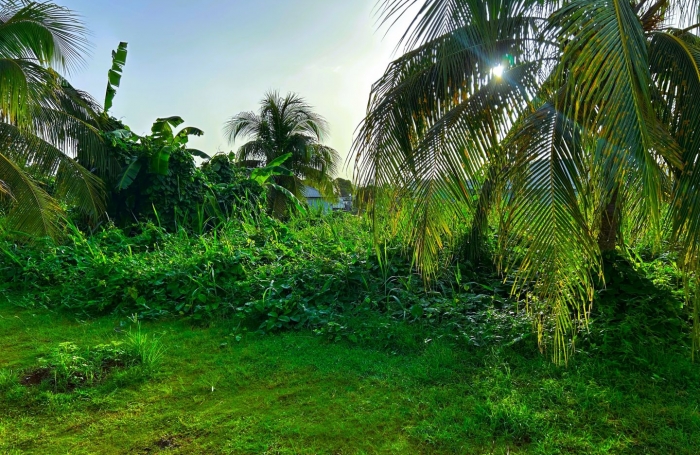 Vente Terrain 500m² Capesterre Belle Eau