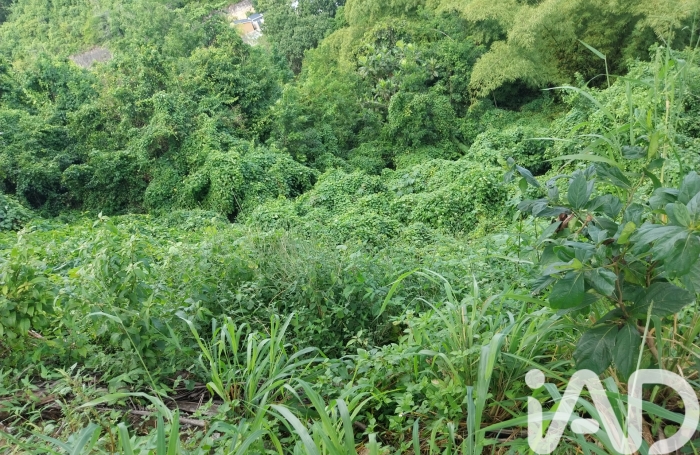 Vente Terrain 97190