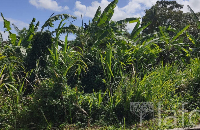 Vente Terrain 1056m&sup2; Capesterre Belle Eau