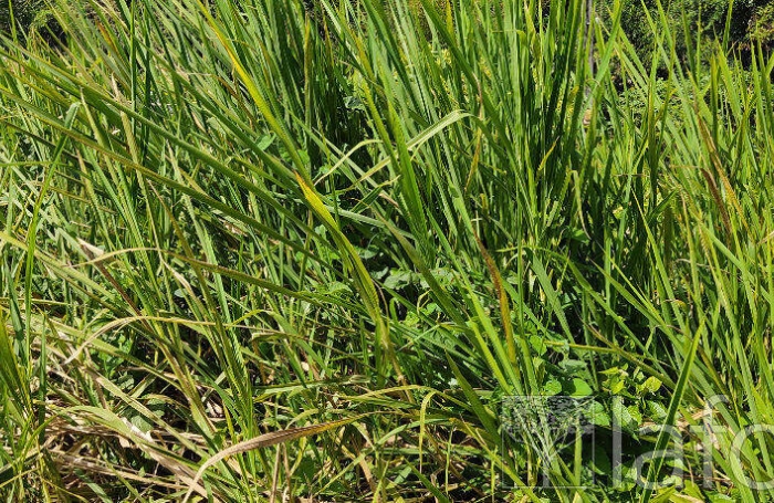 Vente Terrain 1056m&sup2; Capesterre Belle Eau